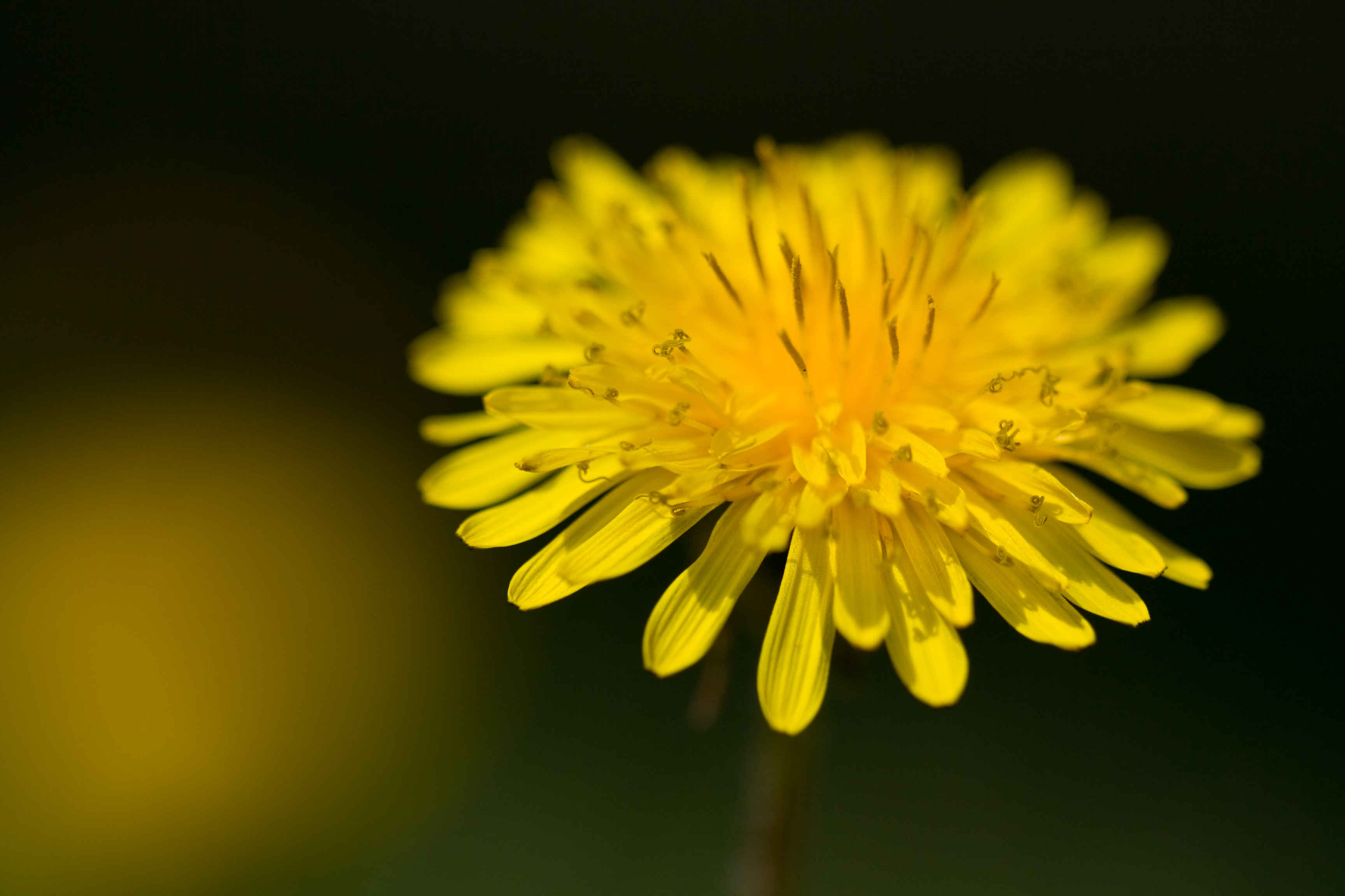 Dandelion 'weed' Heals Liver And Numerous Conditions - Heal Naturally