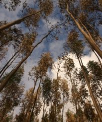 Eucalyptus Trees