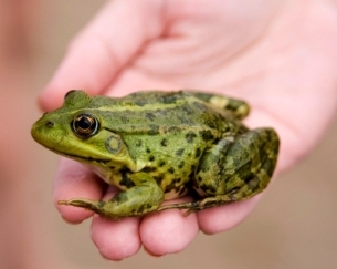 Atrazine and Frogs