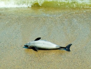 dolphins and beachings