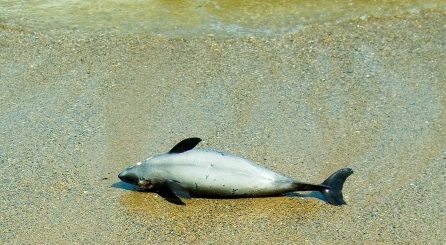 dolphins and beachings