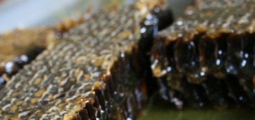 raw honey heals ulcers and wounds