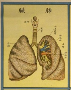 lung health and chinese herbs