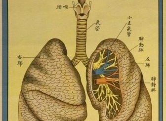 lung health and chinese herbs