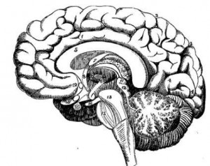 Neuroinflammation mental disease