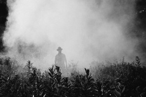 Herbicides and pesticides exposure Parkinson's disease