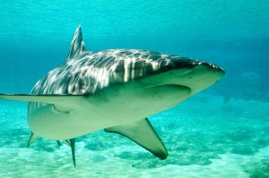 shark attacks not reduced by culling