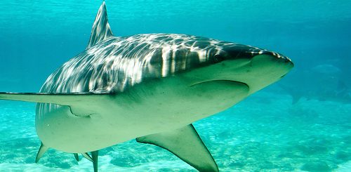 shark attacks not reduced by culling