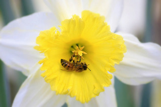 Chinese hand pollination