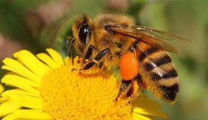 honey beats antibiotics