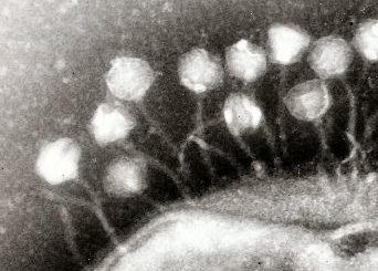 phages on our foods