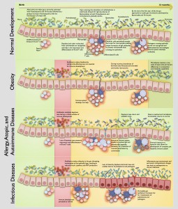 Image courtesy of Dan Knights and Cell Host & Microbe