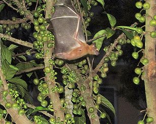 fruit bats and bush meats harbor ebola