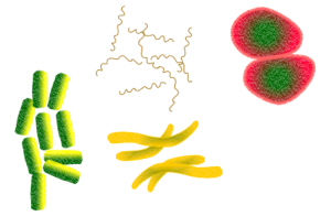 Why Parkinson's is linked to probiotics