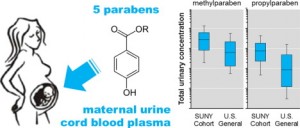 parabens in human cord blood