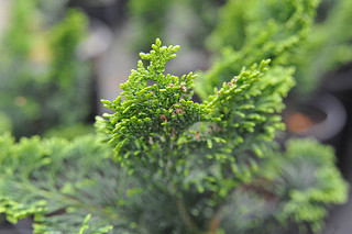 cypress essential oil