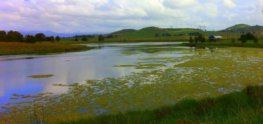 toxic algal blooms caused by factory farm runoff