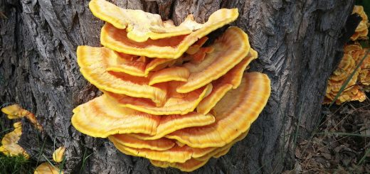 reishi mushroom is anticancer, boosts endurance, boosts longevity and liver health